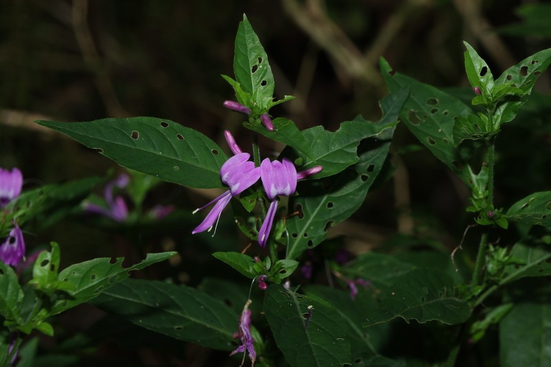 Hypoestes floribunda photo 5