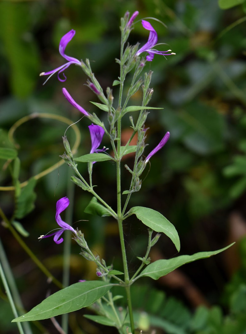 Hypoestes floribunda var. floribunda