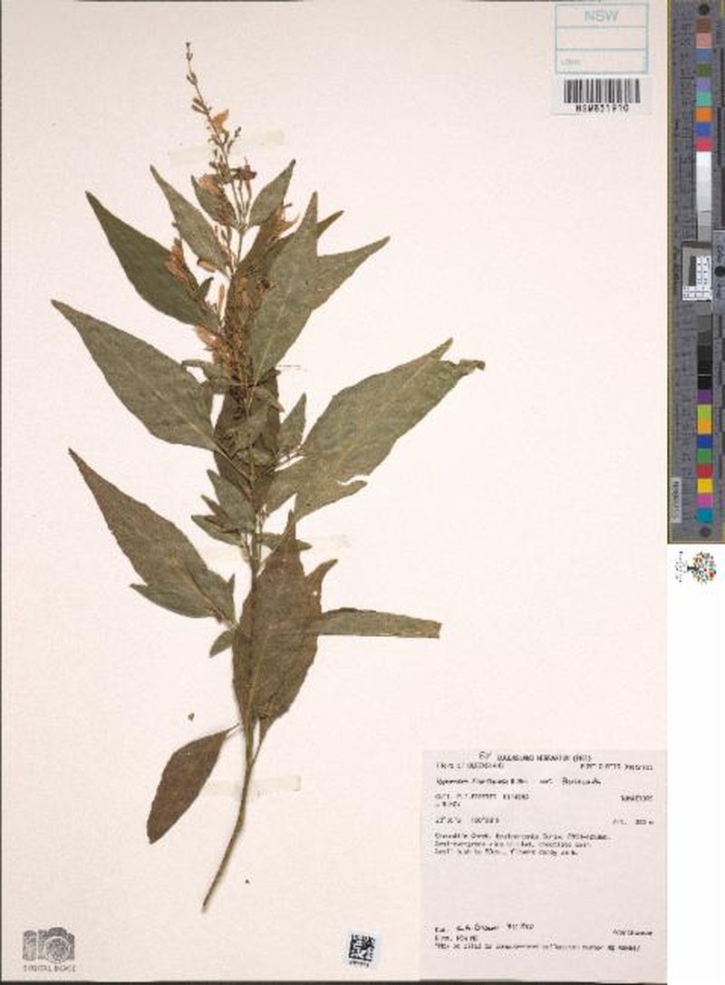 Hypoestes floribunda var. floribunda photo 2