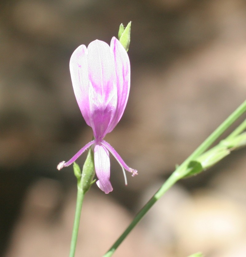 Hypoestes floribunda var. varia
