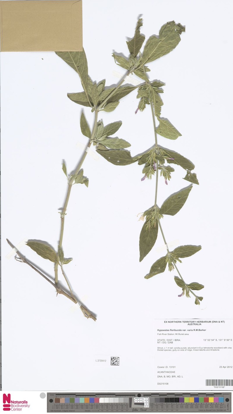 Hypoestes floribunda var. varia photo 2