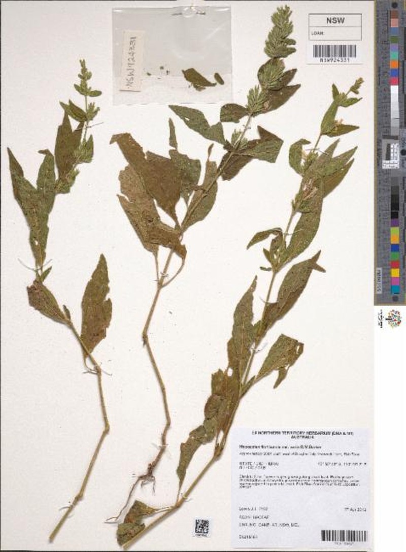 Hypoestes floribunda var. varia photo 3