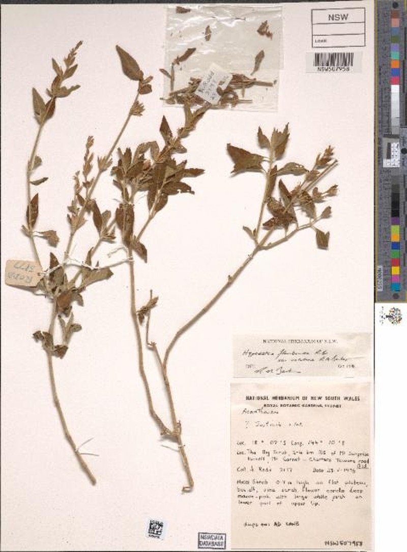 Hypoestes floribunda var. velutina