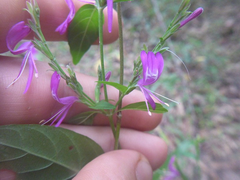 Hypoestes floribunda var. yorkensis