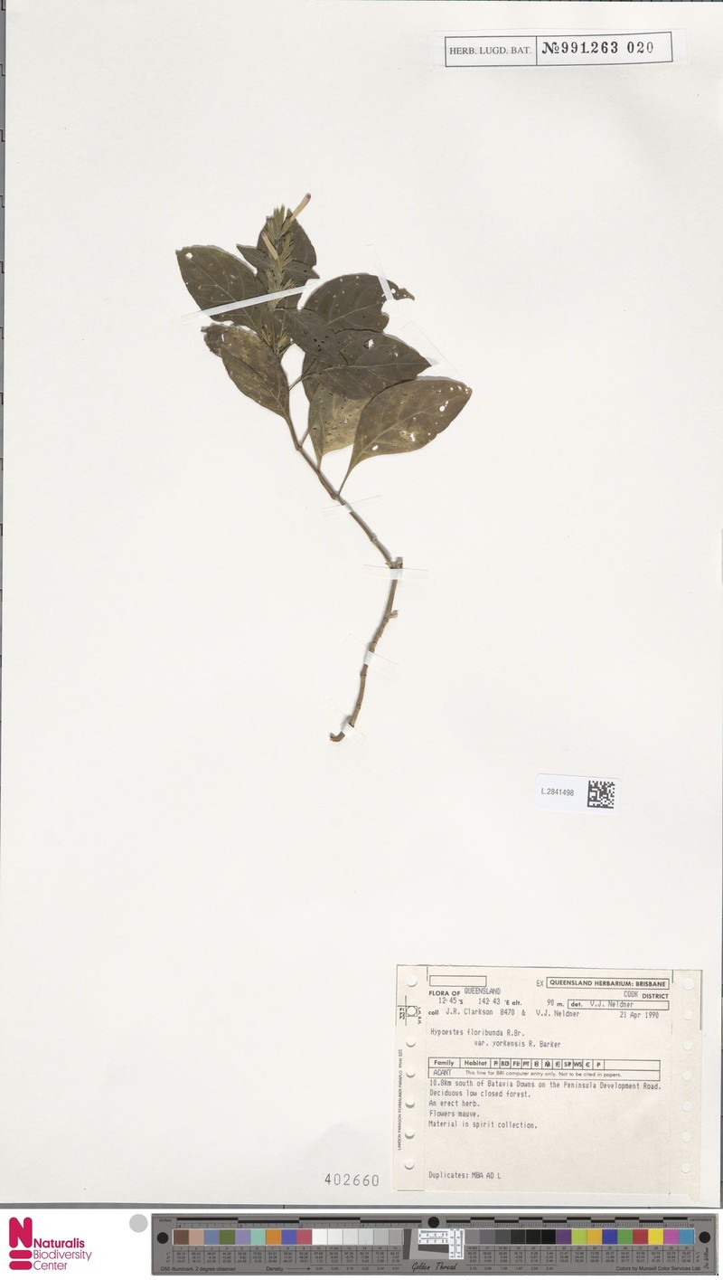 Hypoestes floribunda var. yorkensis photo 2