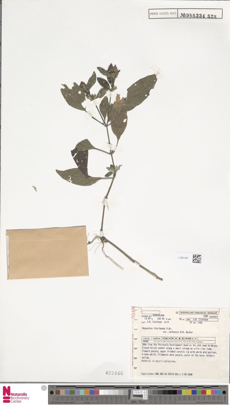 Hypoestes floribunda var. yorkensis photo 3