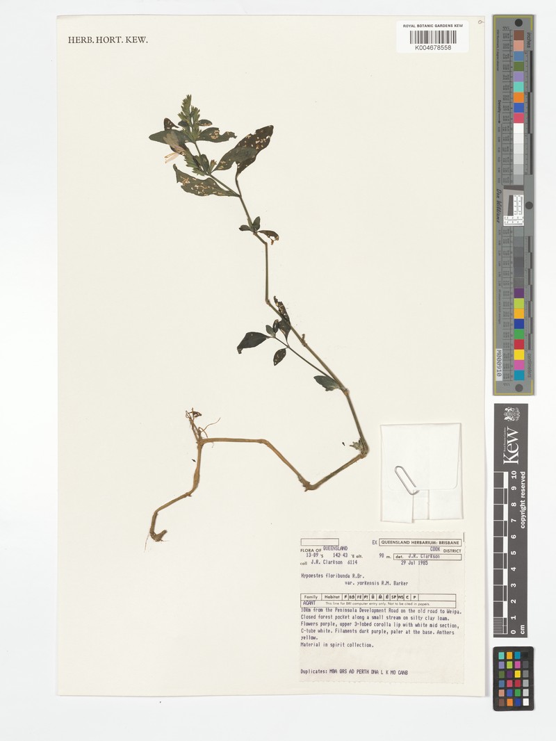 Hypoestes floribunda var. yorkensis photo 4