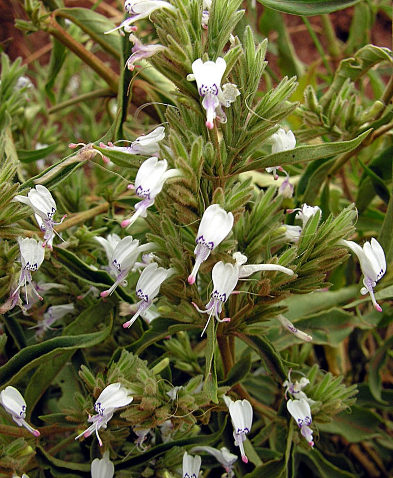 Hypoestes forskaolii