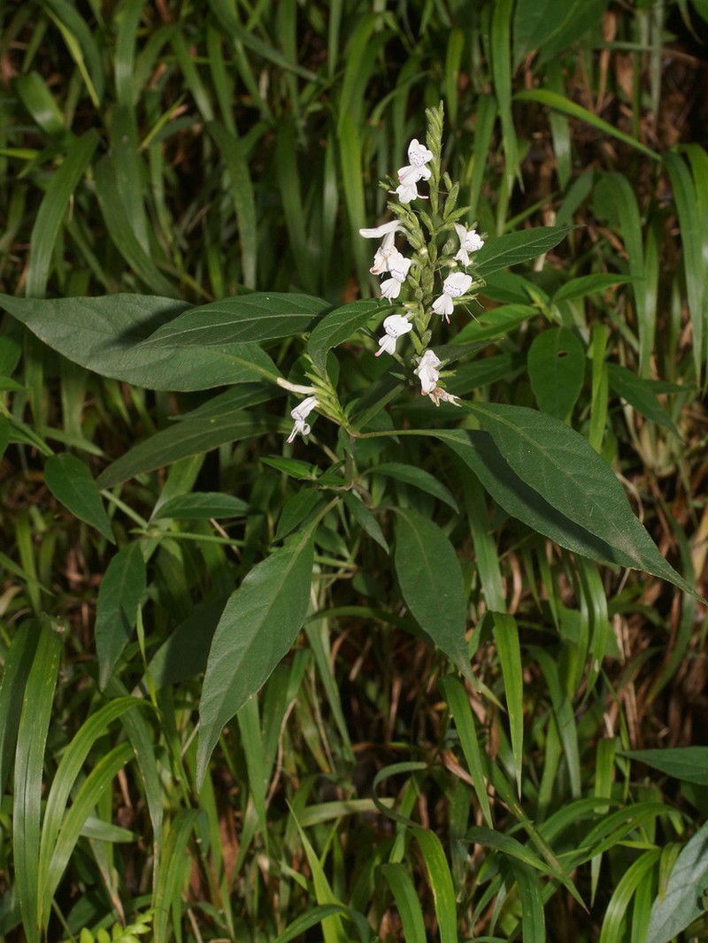 Hypoestes forskaolii photo 2