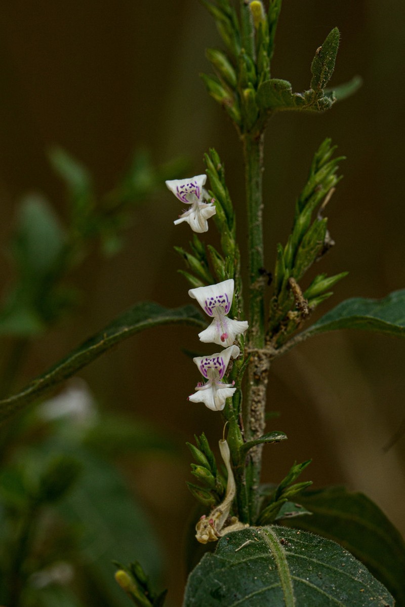 Hypoestes forskaolii photo 4