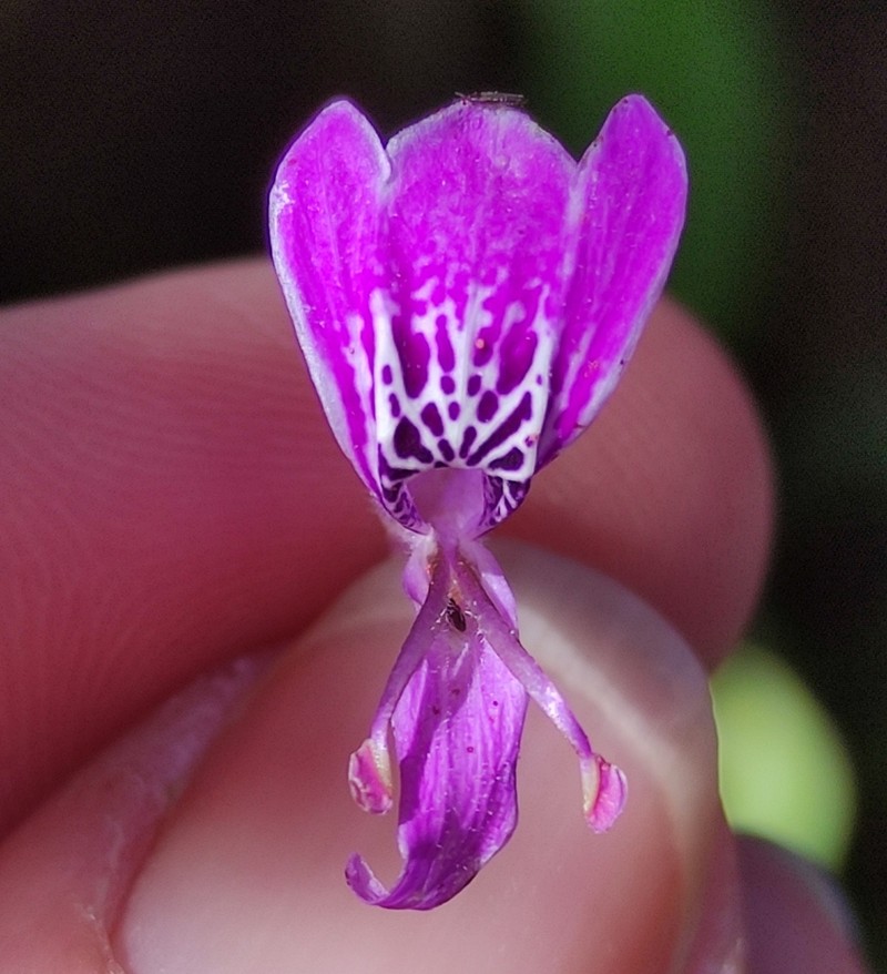 Hypoestes forskaolii photo 5