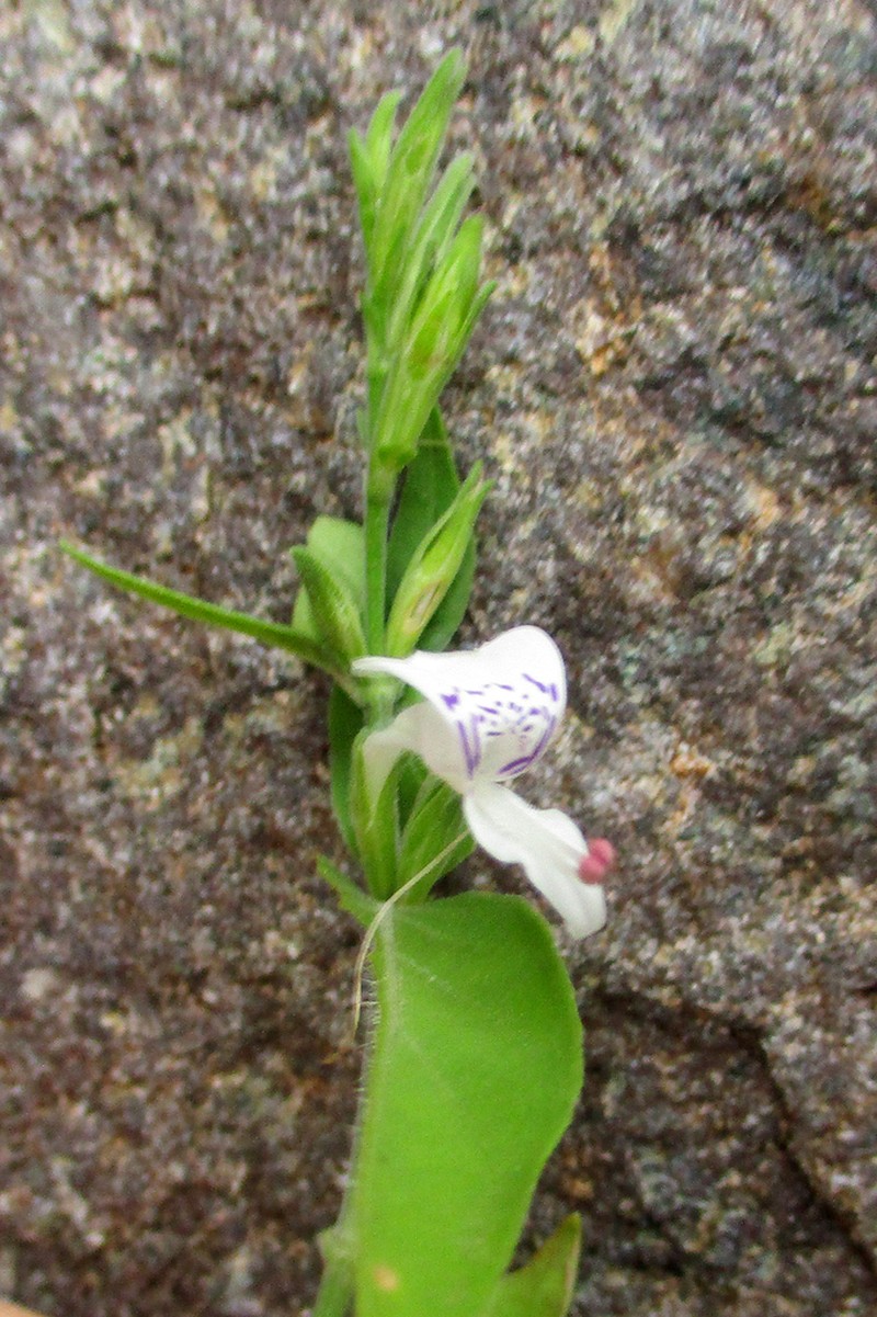 Hypoestes forskaolii photo 6