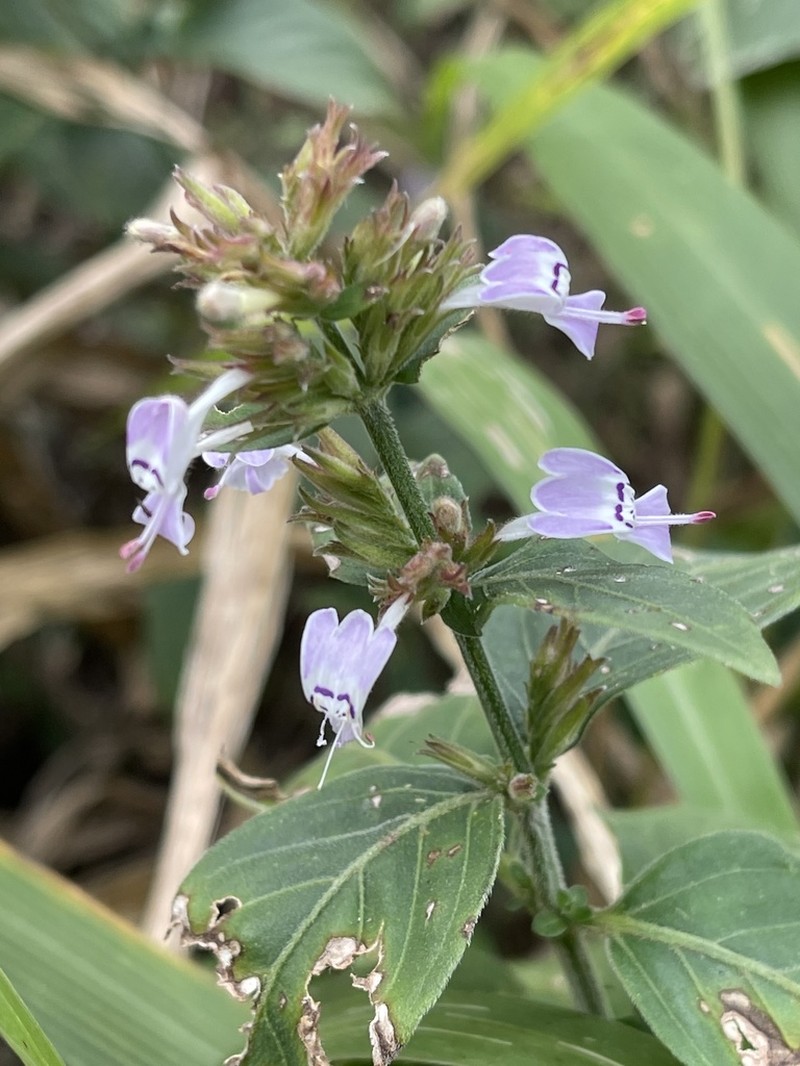 Hypoestes forskaolii photo 7