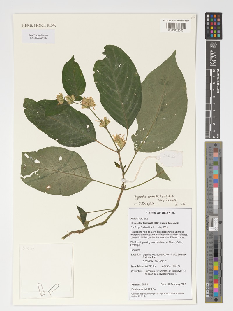 Hypoestes forskaolii subsp. forskaolii