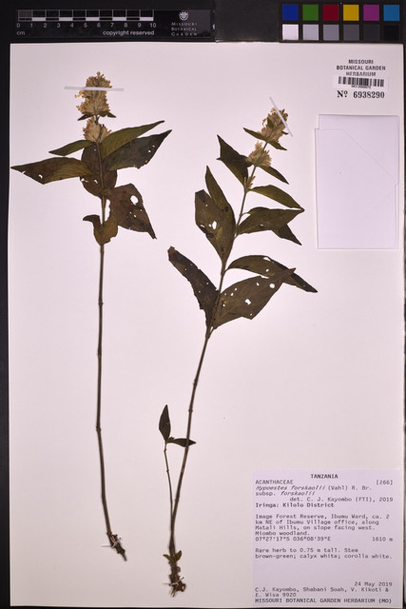Hypoestes forskaolii subsp. forskaolii photo 2
