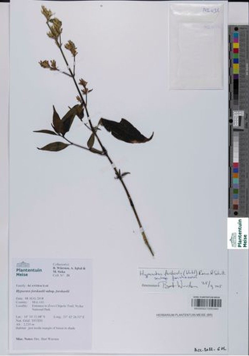 Hypoestes forskaolii subsp. forskaolii photo 3