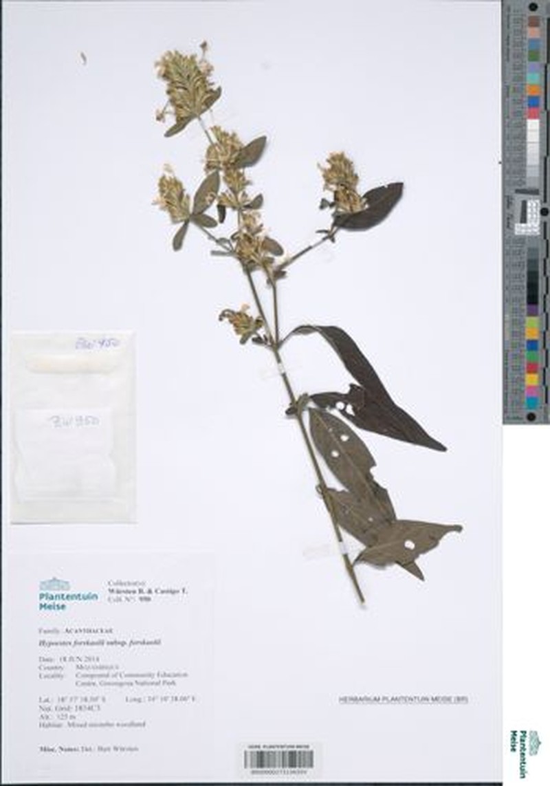 Hypoestes forskaolii subsp. forskaolii photo 4