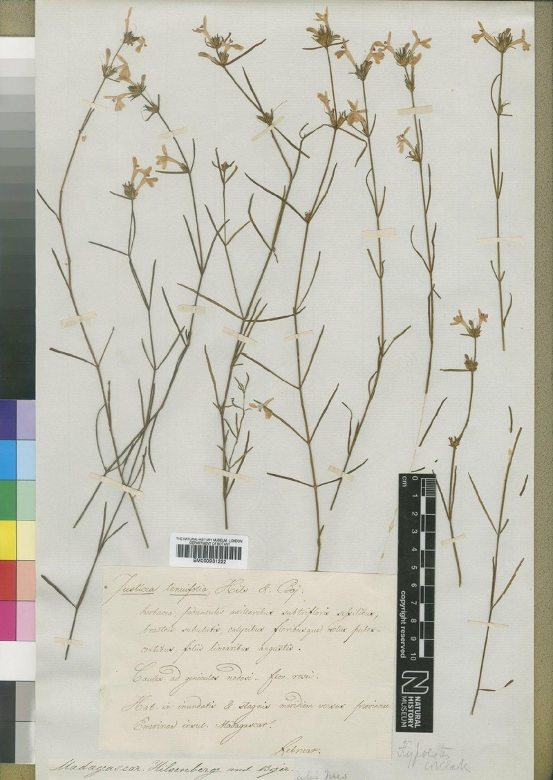 Hypoestes gracilis