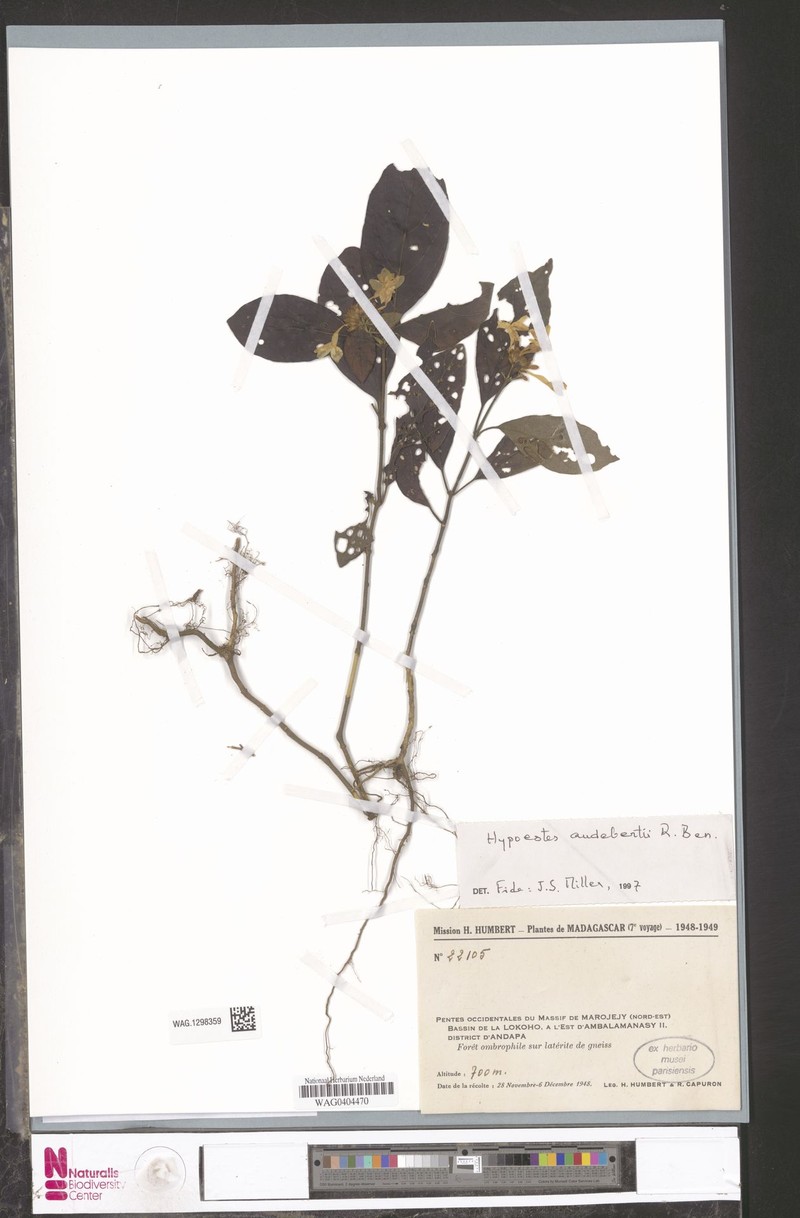 Hypoestes humbertii