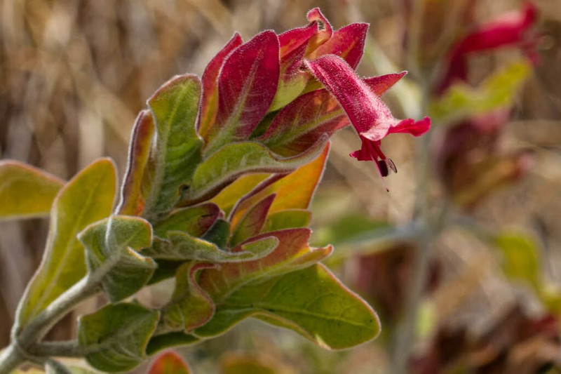 Hypoestes isalensis