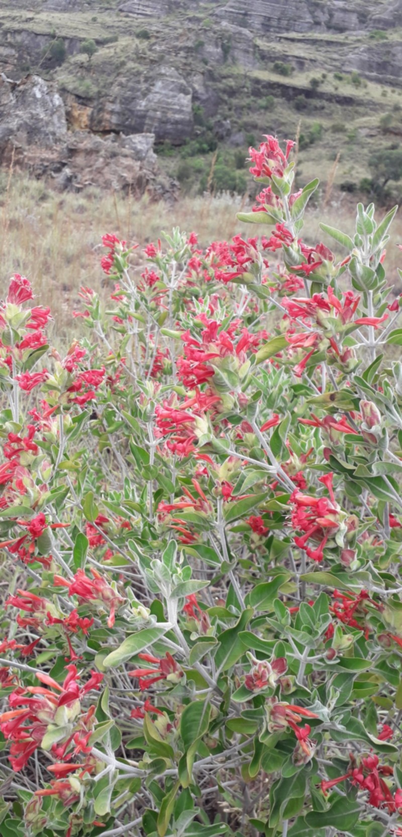 Hypoestes isalensis photo 2