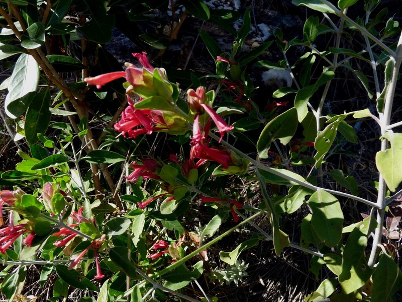 Hypoestes isalensis photo 3