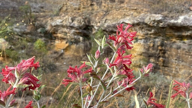 Hypoestes isalensis photo 4