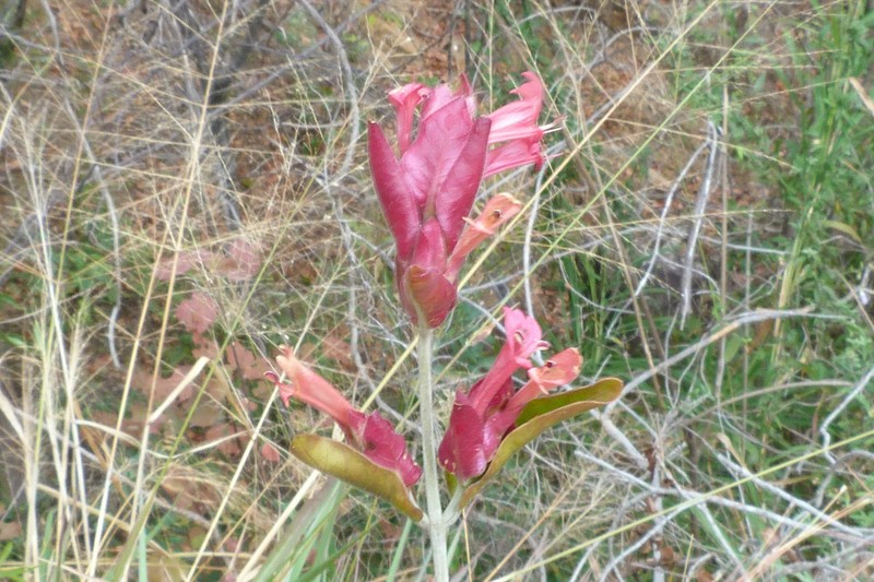 Hypoestes isalensis photo 5