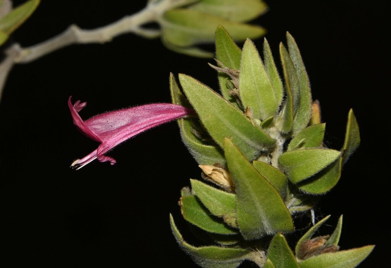 Hypoestes isalensis photo 6