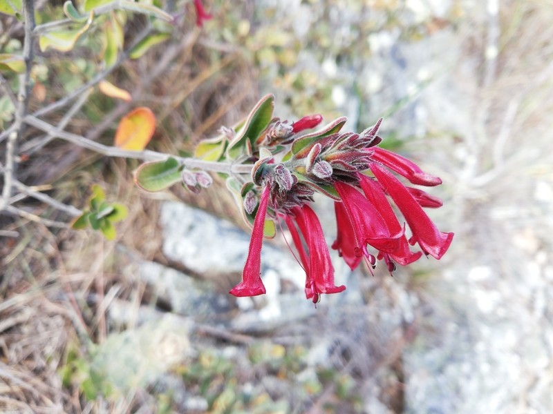 Hypoestes isalensis photo 7