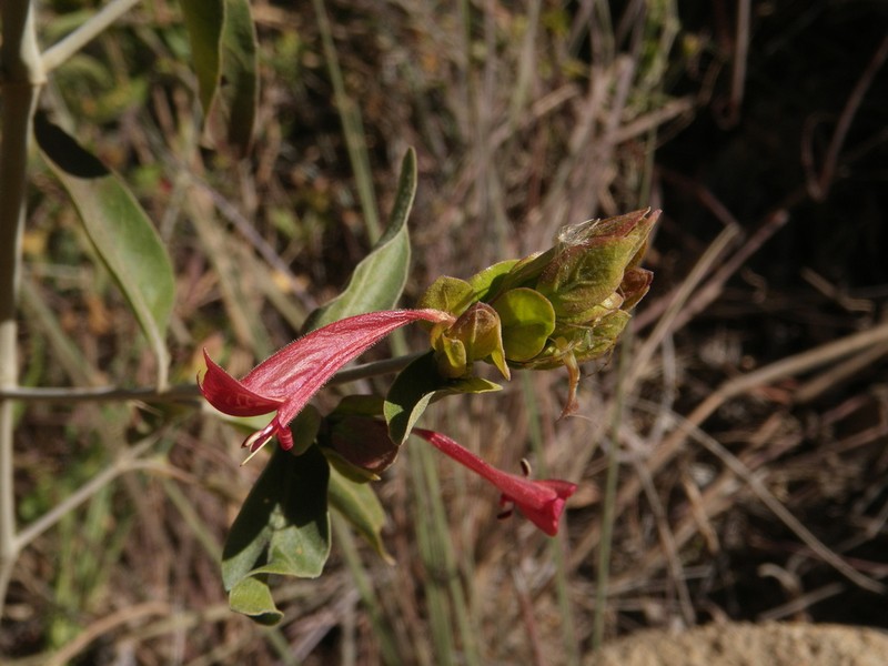 Hypoestes isalensis photo 8