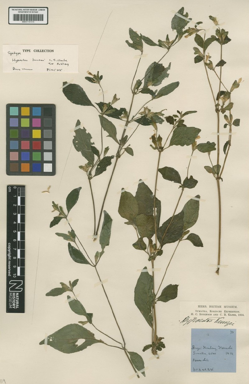 Hypoestes kuntzei