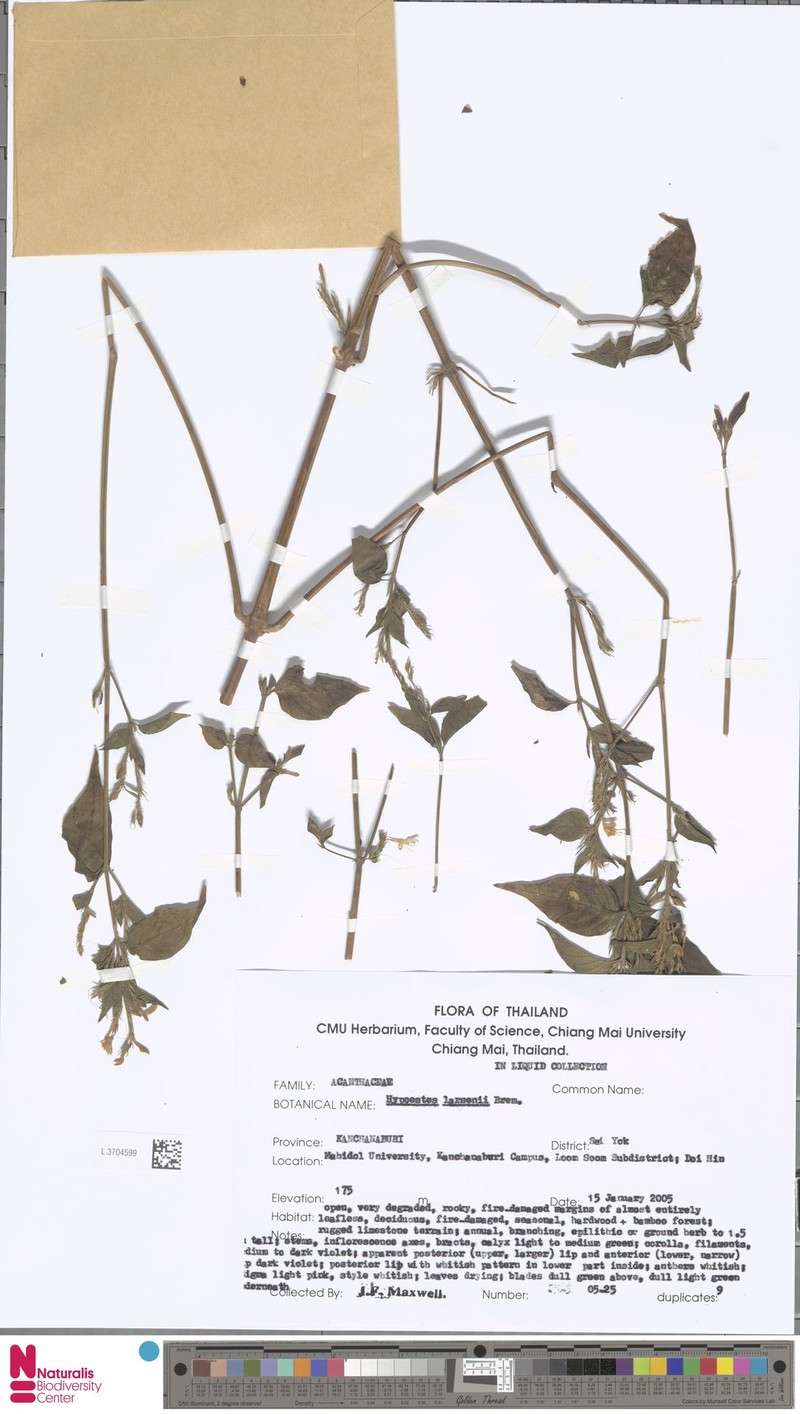 Hypoestes larsenii