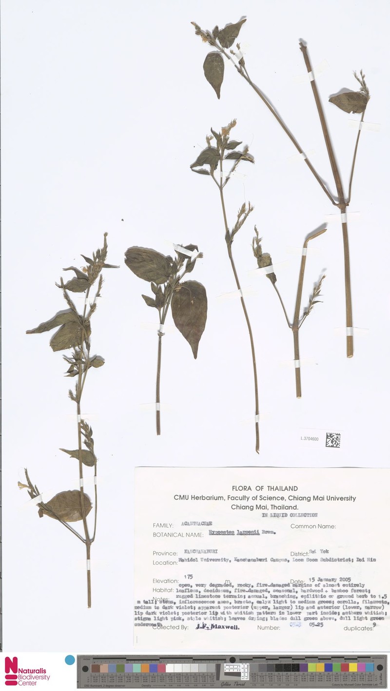 Hypoestes larsenii photo 2
