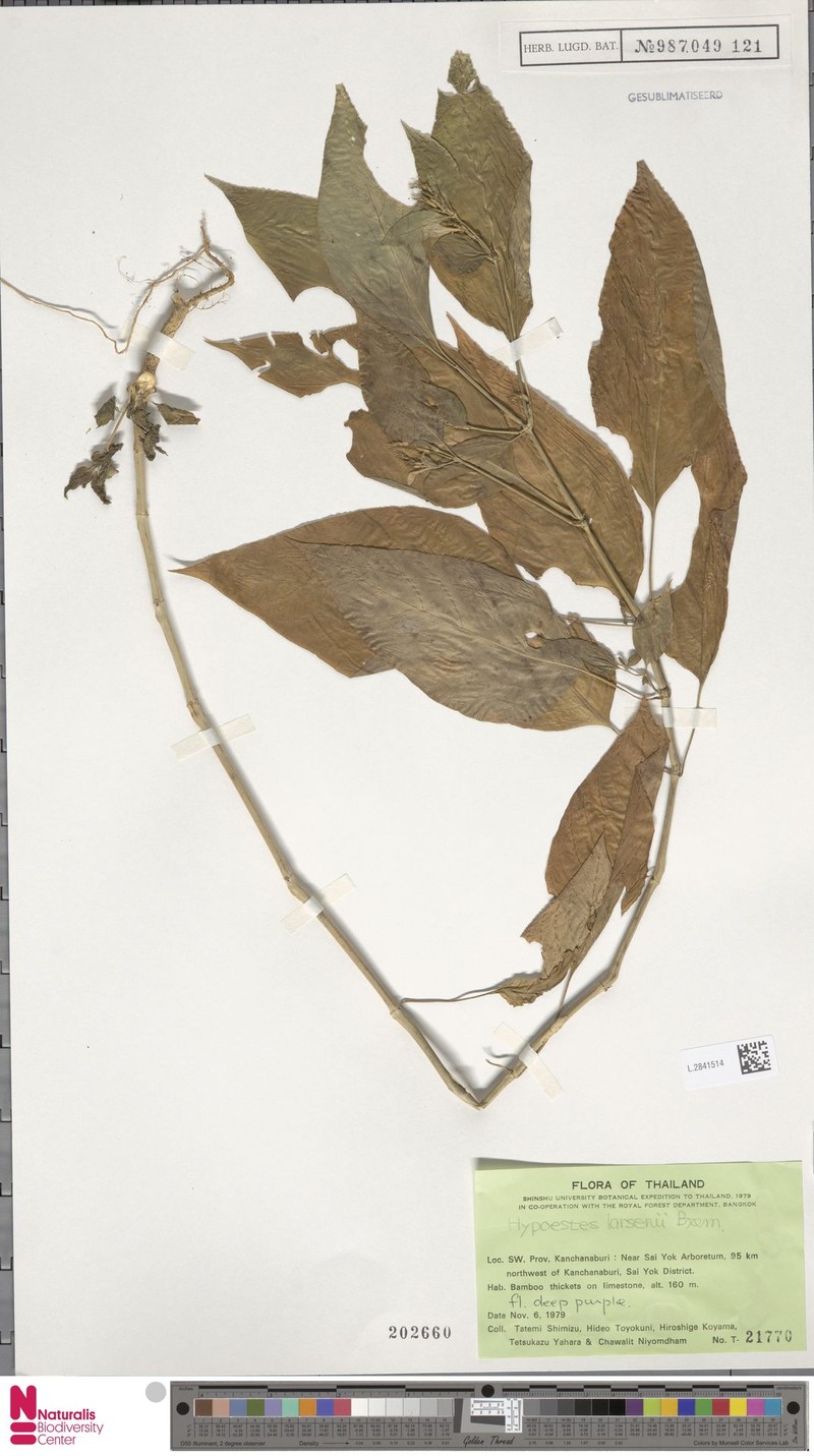 Hypoestes larsenii photo 3
