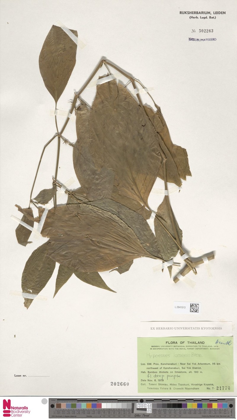 Hypoestes larsenii photo 4