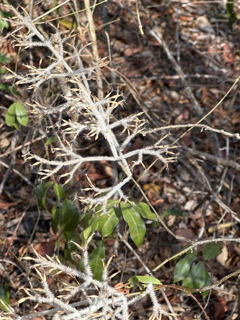 Hypoestes lasioclada