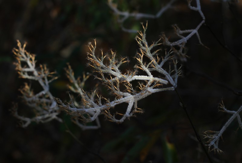 Hypoestes lasioclada photo 2