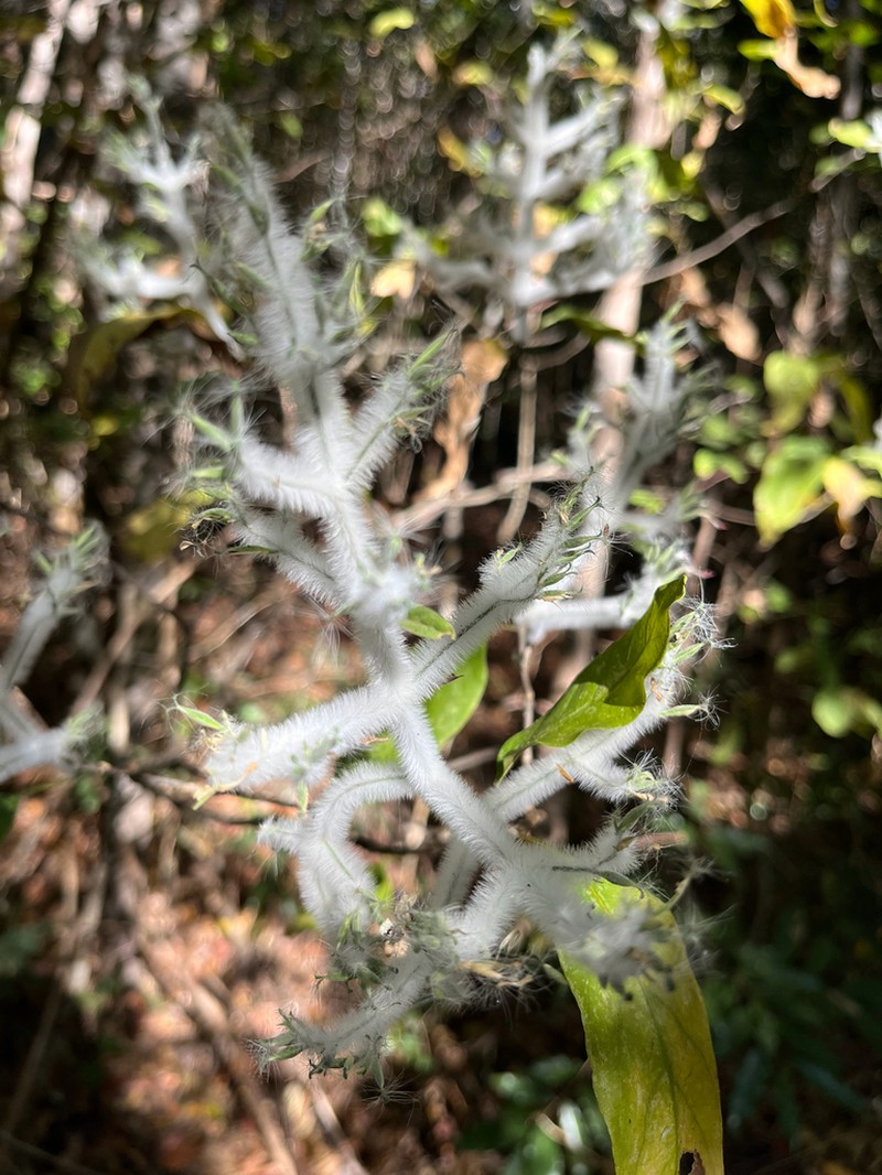 Hypoestes lasioclada photo 4