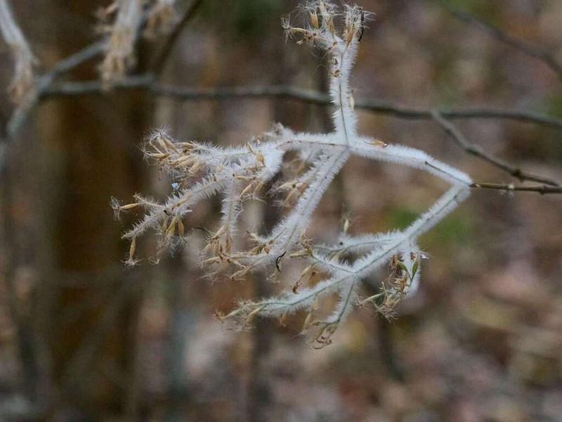 Hypoestes lasioclada photo 7
