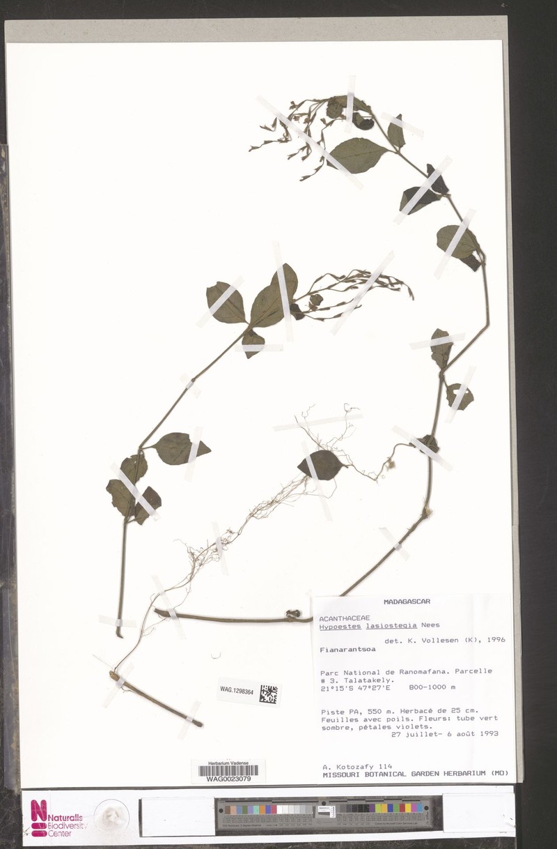 Hypoestes lasiostegia