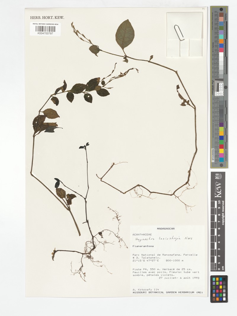 Hypoestes lasiostegia photo 2
