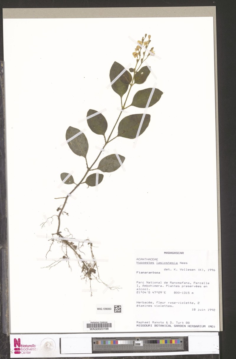 Hypoestes lasiostegia photo 3
