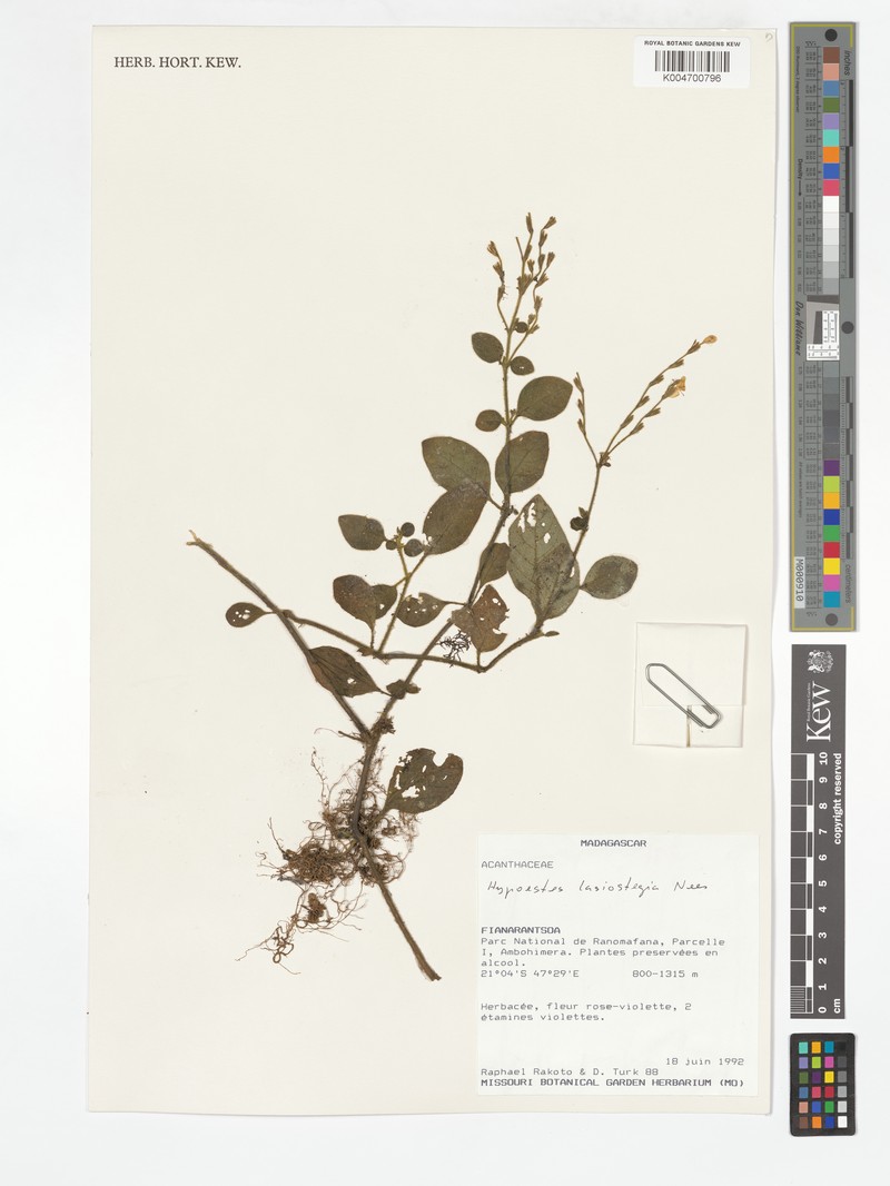 Hypoestes lasiostegia photo 4