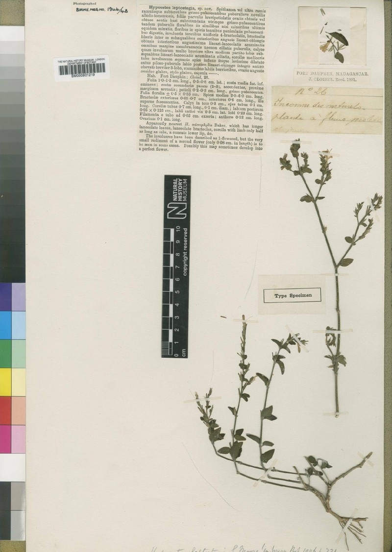 Hypoestes leptostegia