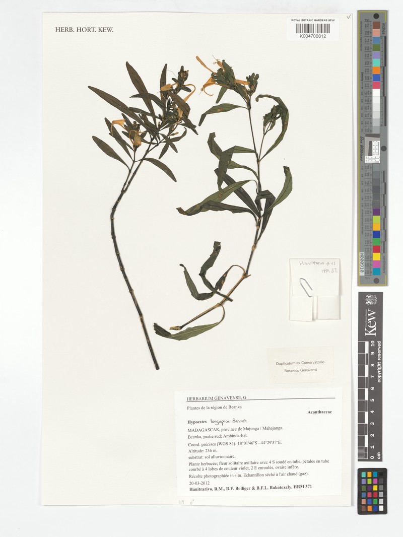 Hypoestes longispica