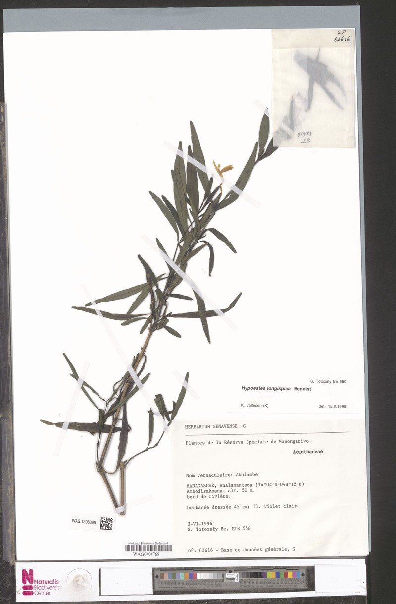Hypoestes longispica photo 2