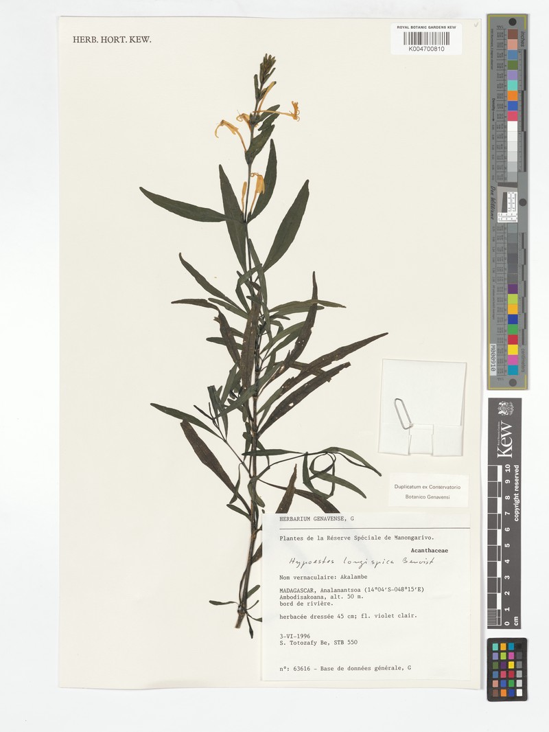 Hypoestes longispica photo 3