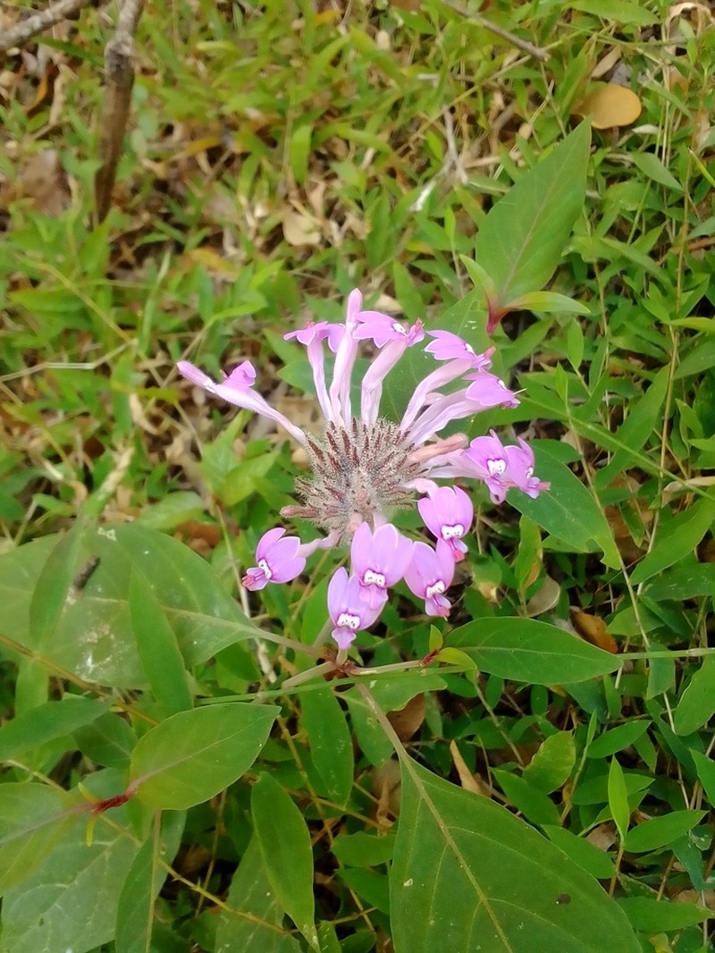 Hypoestes longituba