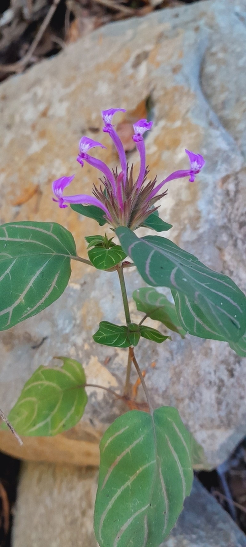 Hypoestes longituba photo 2